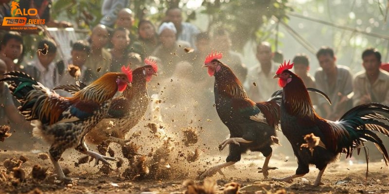 Đá gà trực tiếp Thomo bình luận viên có vai trò quan trọng