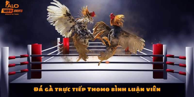 Đá gà trực tiếp Thomo bình luận viên