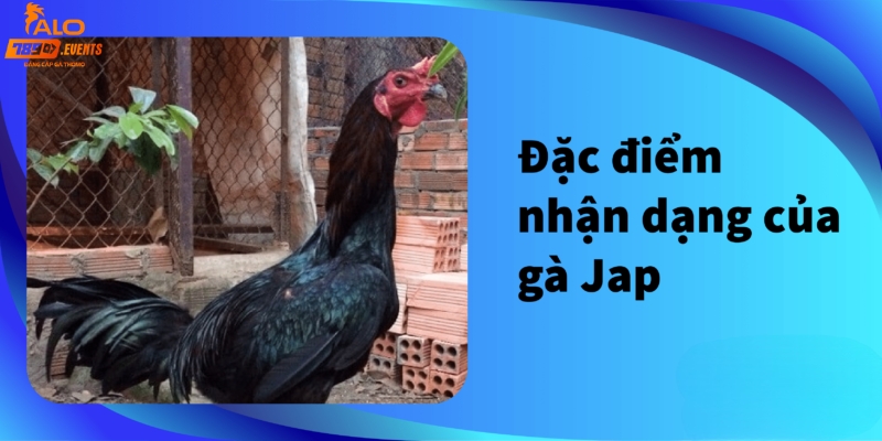 Đặc điểm nhận dạng gà Jap