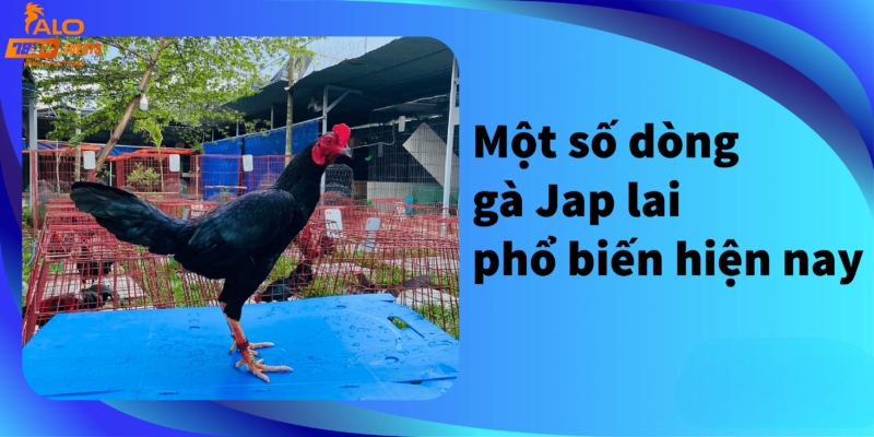 Phân loại các dòng gà Jap hiện nay