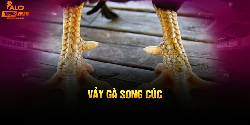 Vảy gà song cúc