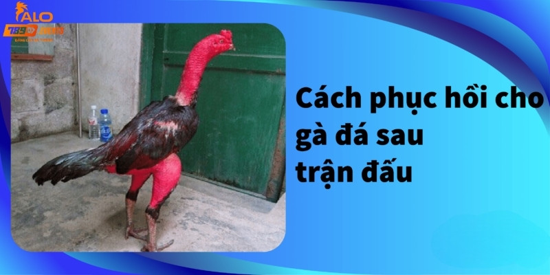 Vài cách hồi phục cho gà đá từ giới kê thủ