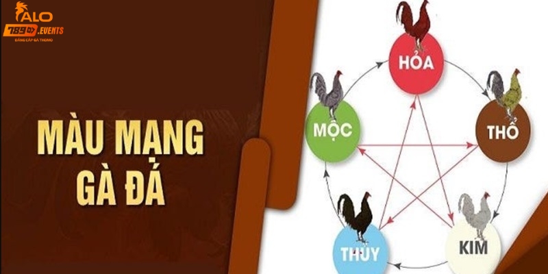 Tìm hiểu khái niệm về màu mạng gà đá