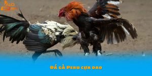 Đá gà Peru cựa dao