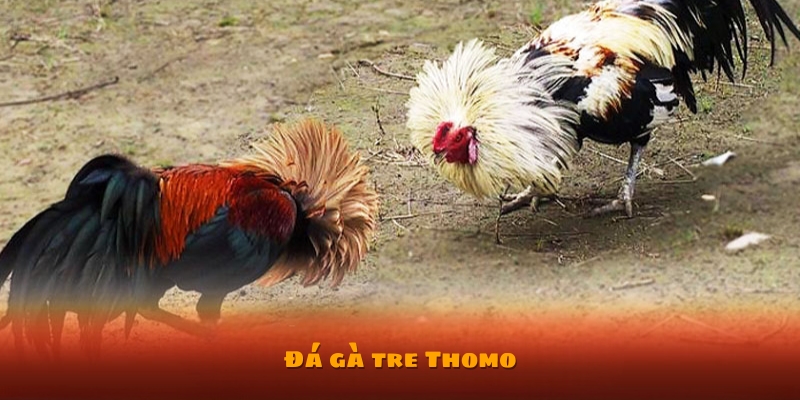 Đá gà tre Thomo