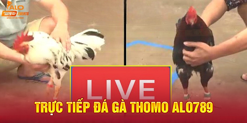 Giới thiệu Alo789 đá gà Thomo trực tiếp