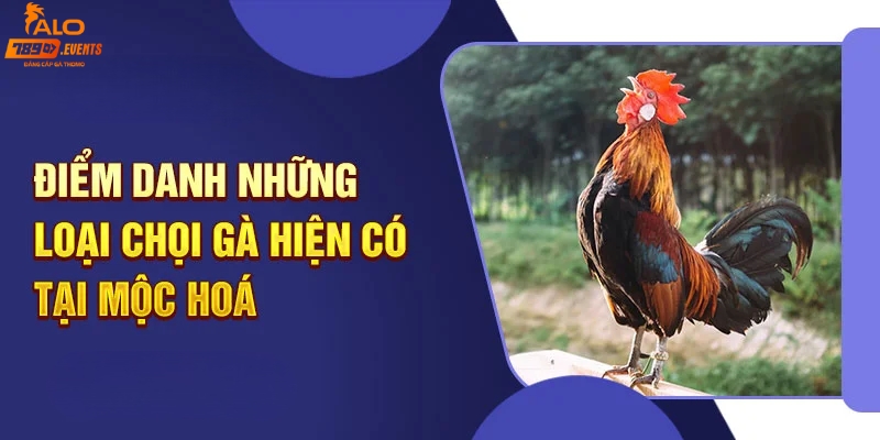 Các loại hình đá gà tại trường gà Mộc Hóa